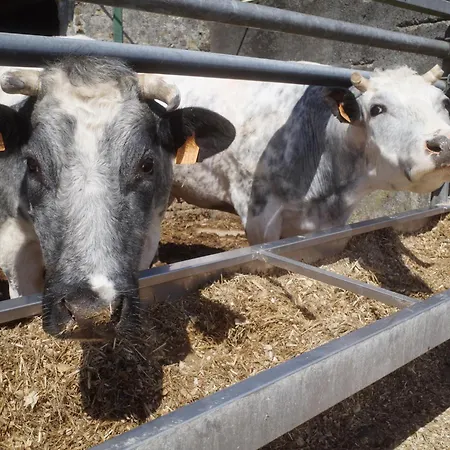 Meeuwenoord 미들케르케