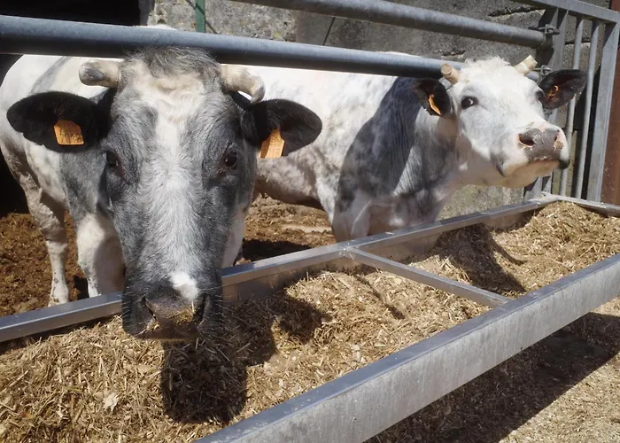 Meeuwenoord Middelkerke